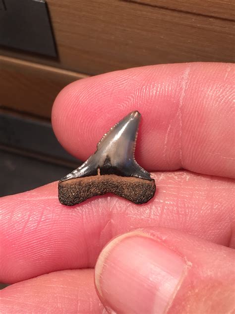 Shark Tooth ID Greater Hammerhead? - Fossil ID - The Fossil Forum