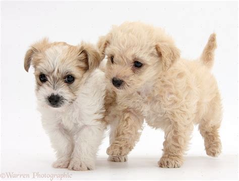 Dogs: Two cute Bichon x Yorkie pups photo WP36076