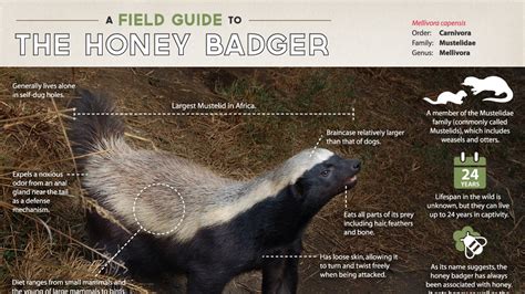 Honey Badger | Infographic: A field guide to the Honey Badger | Nature ...