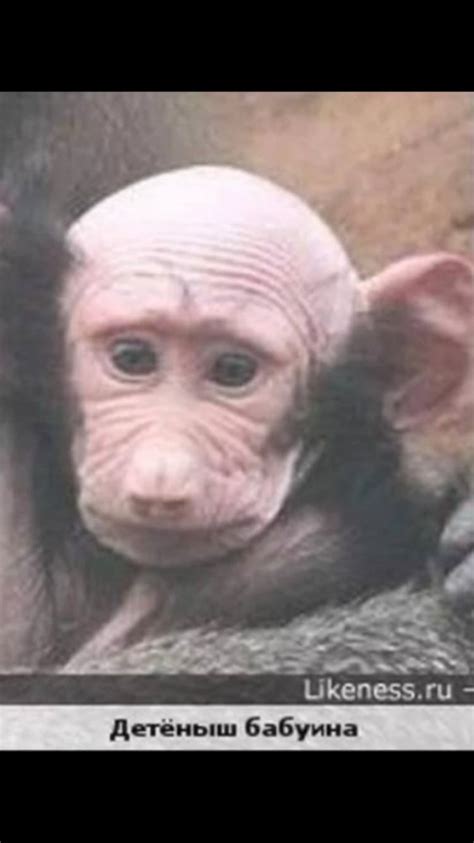 Create meme "the baby baboon, bald chimp, bald monkey" - Pictures ...