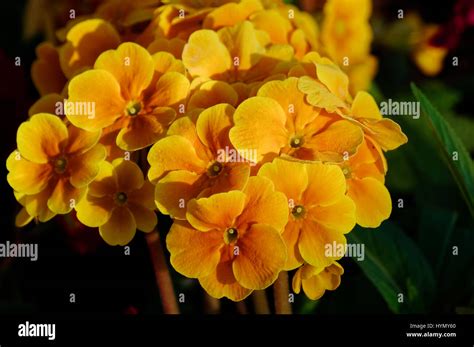 Spring flowers in park Stock Photo - Alamy