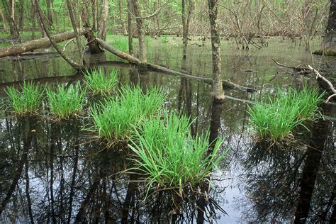 Walter A. Tucker State Nature Preserve at Blacklick Woods Metro Park ...