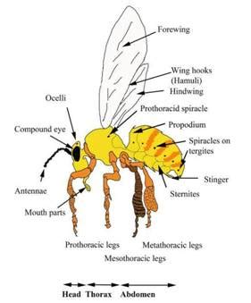 Drone Honey Bee Diagram - Drone HD Wallpaper Regimage.Org