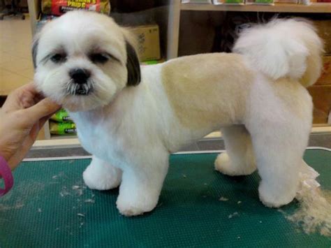 7 Shih Tzu Haircuts with Photos - Plus Hair Care Guide