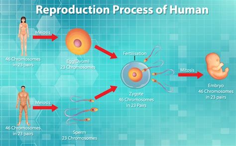 Free Vector | Reproductive process of human