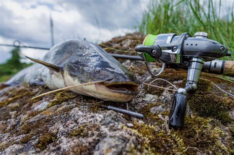 TOP 9 Best Catfish Rods & Reels Reviewed in 2024