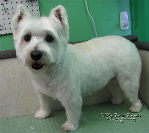 Pin on Westie Love