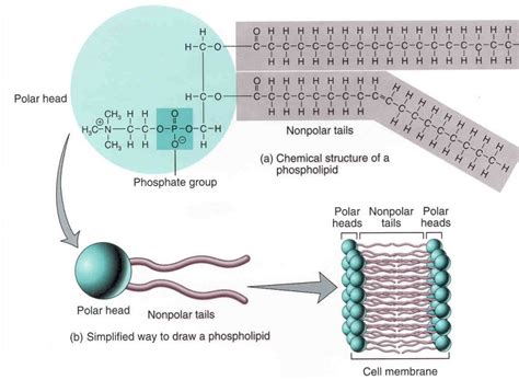 Phospholipids Where Are They Found