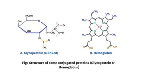 Conjugated proteins structure and functions - ScienceQuery