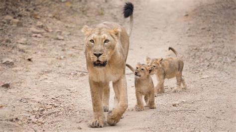 Protecting Asiatic lions in the Gir Forest - YouTube