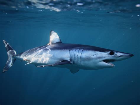 World’s fastest shark now facing extinction, conservation experts warn ...