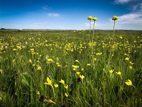 Grasslands of the Victorian Volcanic Plains | Glenelg Hopkins CMA