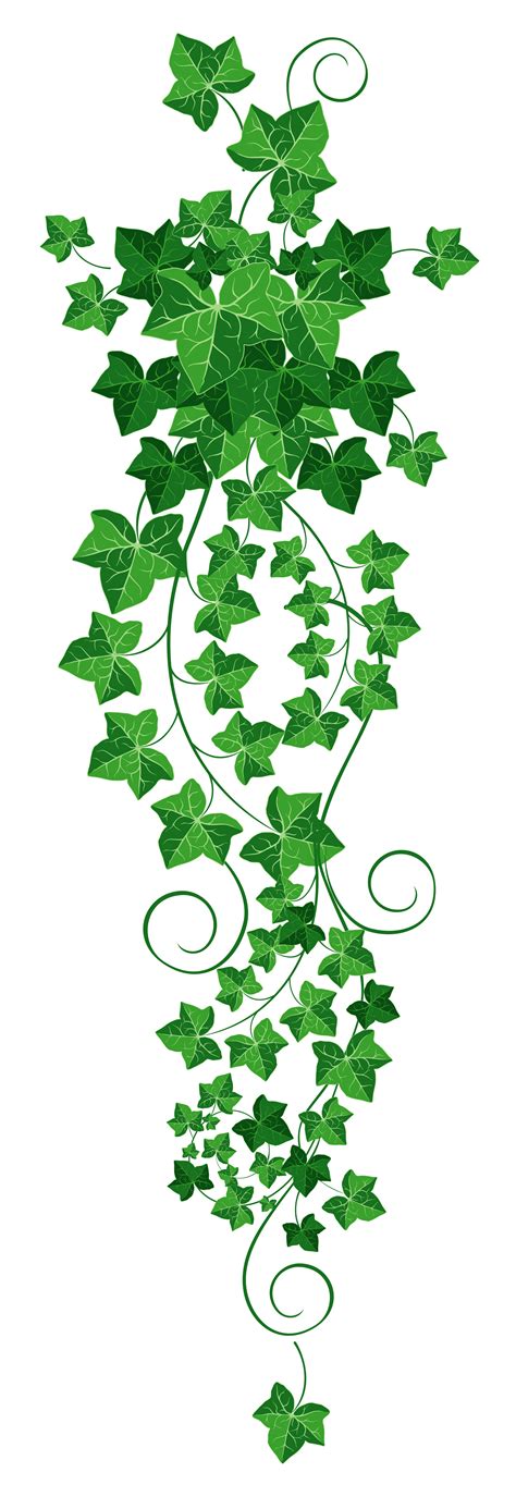 Trailing Ivy Png - Trailing ivy 2 3d model. - Frikilo Quesea