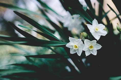 Narcissus: Blooming with Symbolism and Secrets - Petal Republic