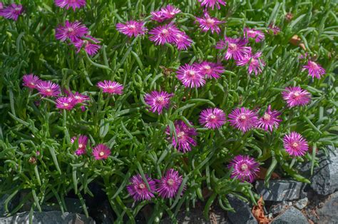 17 Best Perennials That Offer Long Bloom Periods