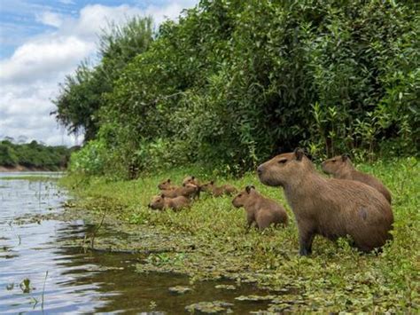 Are capybaras rodents? And 5 other capybara facts | Stories | WWF