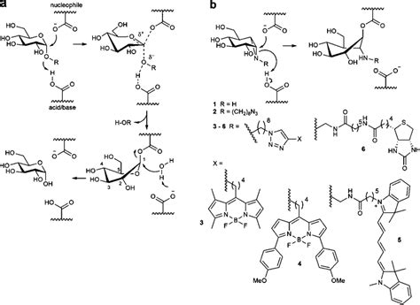 The mechanism of action of retaining α-glucosidases allows the ...