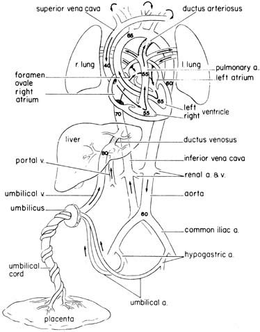 Fetal Circulation | GLOWM