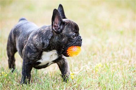 French Bulldog (Frenchie) Puppies For Sale - AKC PuppyFinder