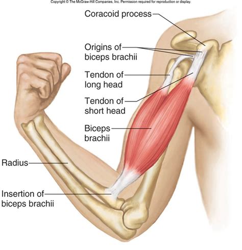 Biceps Brachii | Body muscle anatomy, Arm muscle anatomy, Human muscle ...