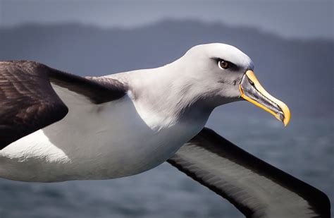 Grey Bullers Mollymawk, Pacific Albatross - Neuseeland News – Reisen ...