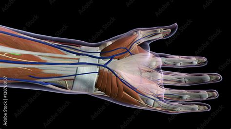 Female Hand Anatomy Ventral View Black Background Stock Illustration ...