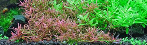 Buy Aquatic plants for the Foreground of your Aquarium | AQUASABI Sho