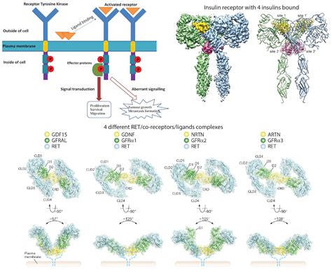 Structural and functional studies of full-length receptor tyrosine ...