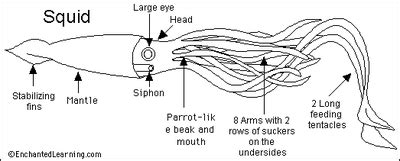 learnsquid/anatomy - The Squid Site