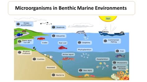 Microorganisms in Benthic zone - Microbiology Notes