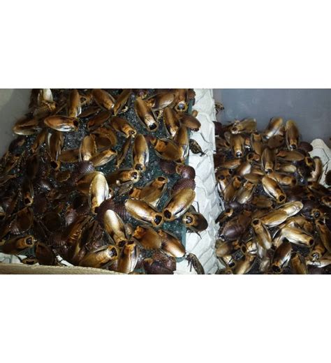 DISCOID ROACHES (Blaberus discoidalis)