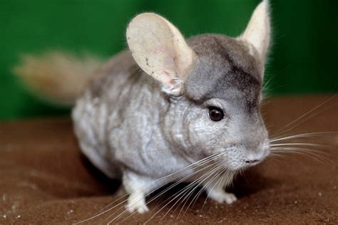 Chinchilla | The Maryland Zoo