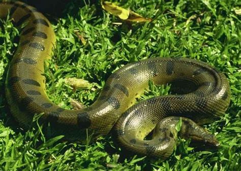 Green Anaconda Facts and Pictures | Reptile Fact