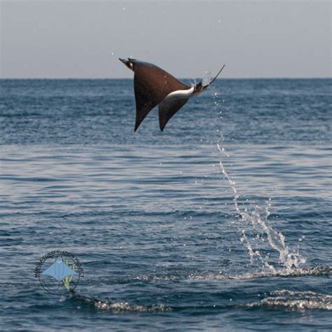 Pygmy devil ray - Mobula munkiana - Mobula Conservation