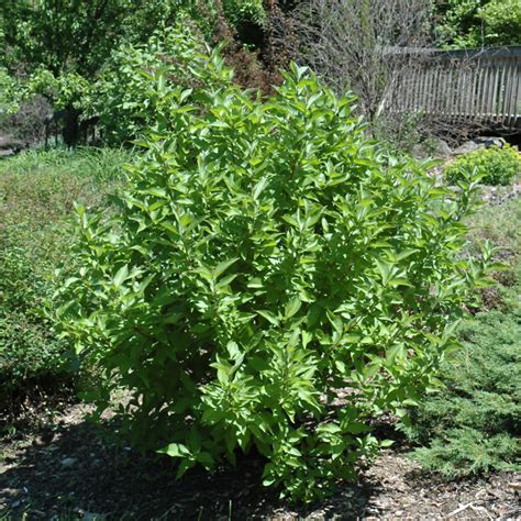 Arctic Fire Red Twig Dogwood | Indy Plants