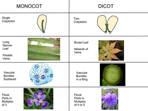 Angiospermae (Flowering Plants) — The Biology Primer