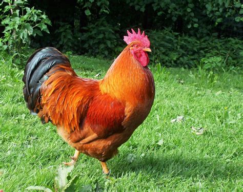 Gallo New Hampshire | Chicken breeds, Beautiful chickens, Cute chickens