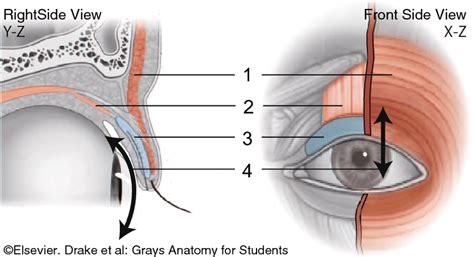 Eyelid Structure. 1. Orbicularis oculi (sphincter muscle); closes ...