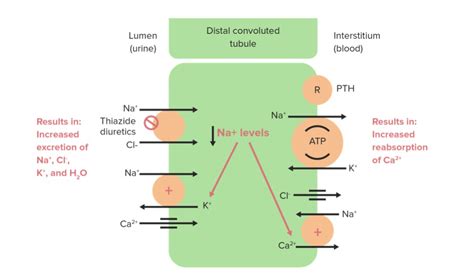 Thiazide Diuretics | Concise Medical Knowledge