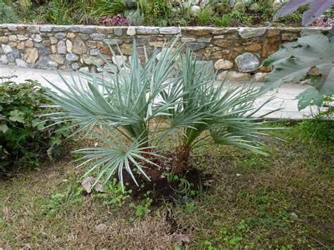 How old is this Chamaerops? - DISCUSSING PALM TREES WORLDWIDE - PalmTalk