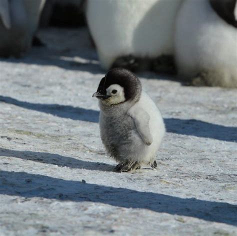 OUR PLANET DAILY on Instagram: “Baby Penguin Waddling his way through 🐧 ...