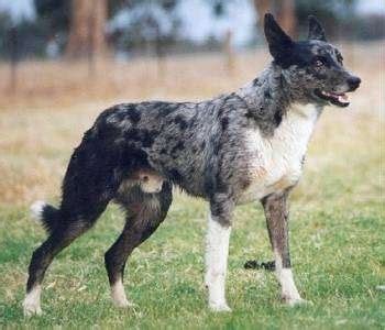 Australian Koolie Dog Breed Information and Pictures