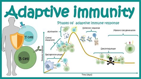 Adaptive Immune System Diagram