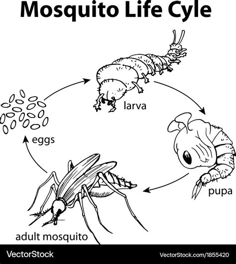 Mosquito life cycle Royalty Free Vector Image - VectorStock