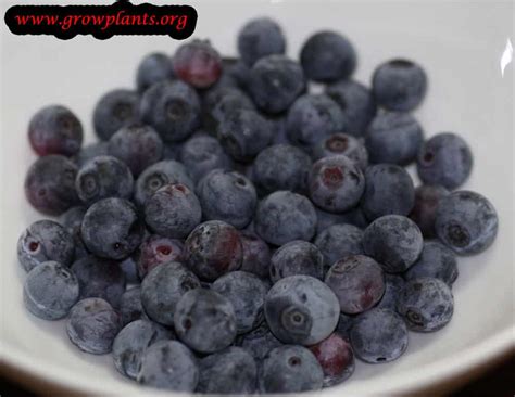 Bilberry - How to grow & care