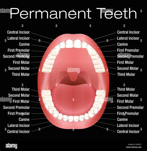 Human Teeth Names Diagram