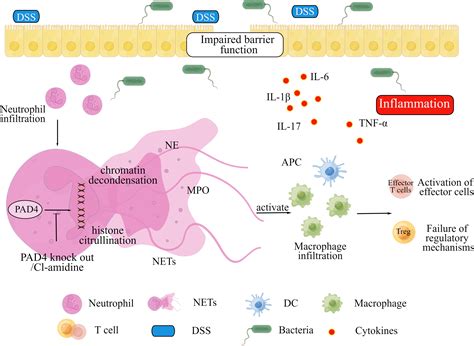 Frontiers | The role of protein arginine deiminase 4-dependent ...