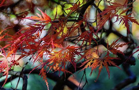 Japanese Maple Fall Colors 2 Photograph by Andrew Cottrill