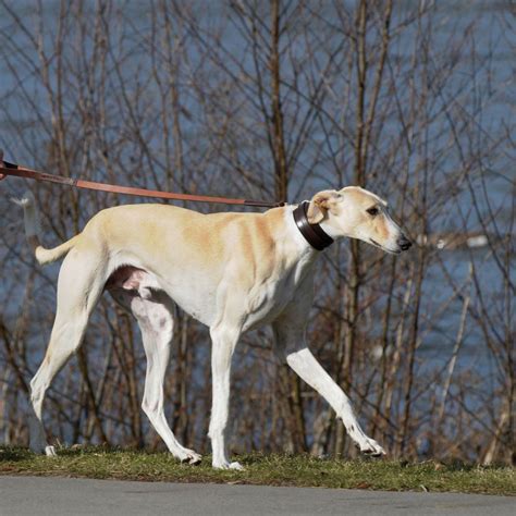 The Polish Greyhound - Pet Paw