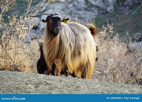 Golden Hair of an Angora Goat Stock Photo - Image of environment ...